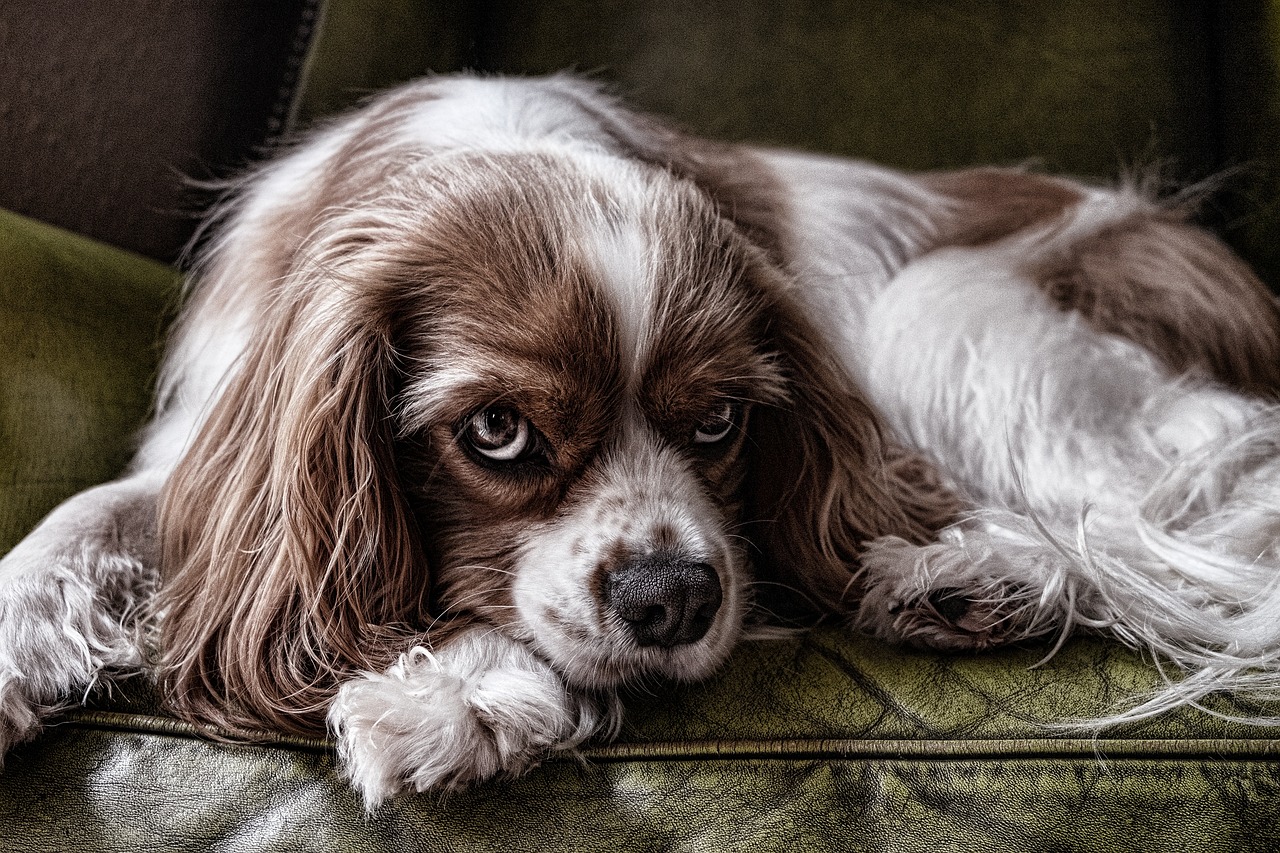 Signs of Pain in Senior Dogs - What to Watch For